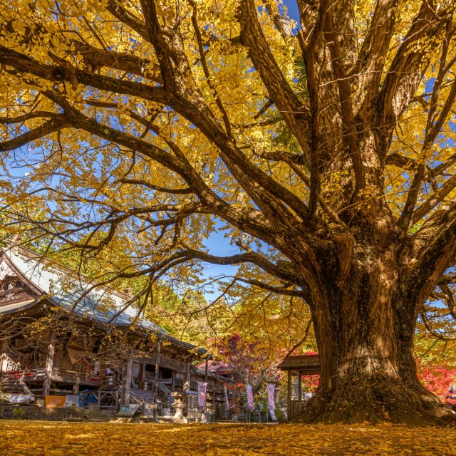 大山寺