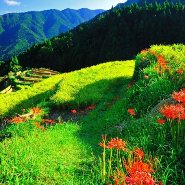 樫原の棚田