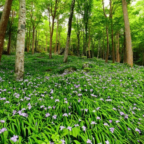 Gakujin no Mori (forest)