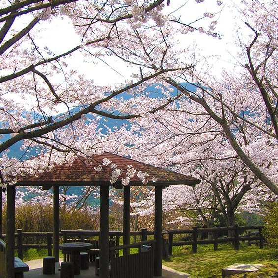 丸山公園