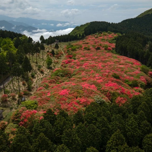 船窪杜鵑花公園
