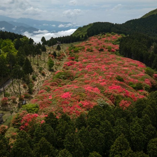 船洼杜鹃公园