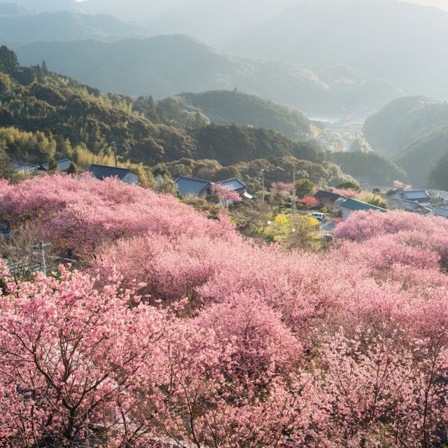 雪割り桜