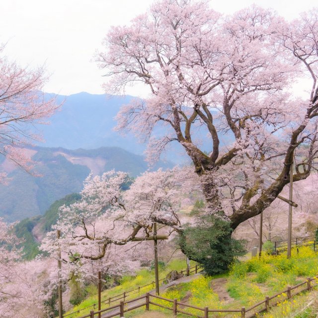 ひょうたん桜（高知県仁淀川町）