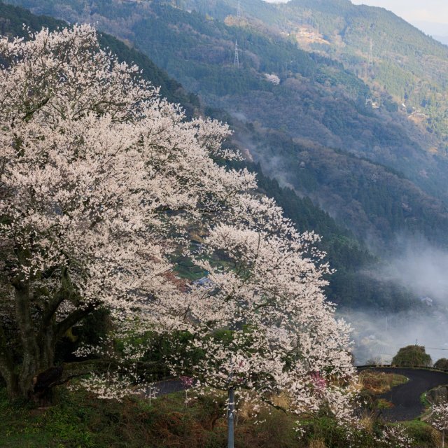 下久保エドヒガン桜