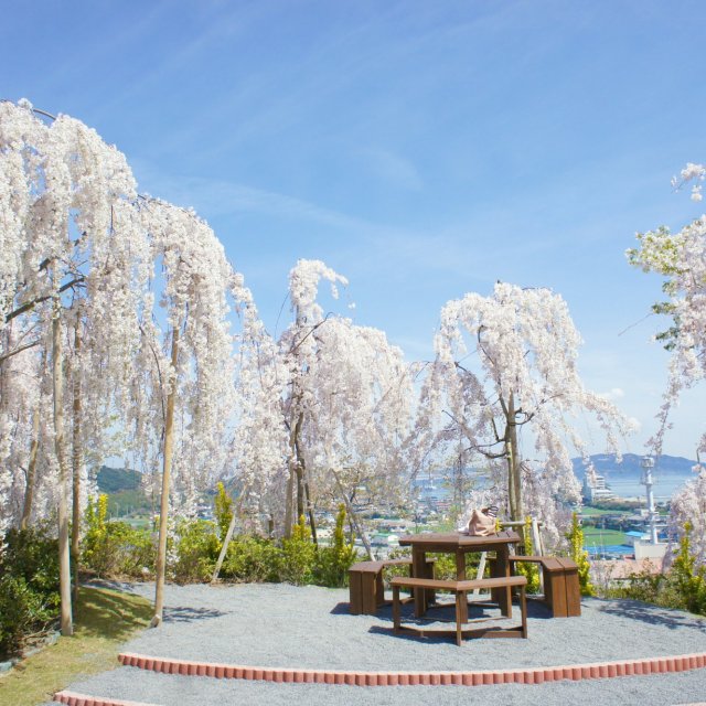 花見山　鳴門