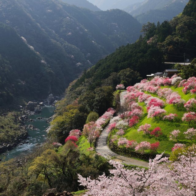 引地橋の花桃