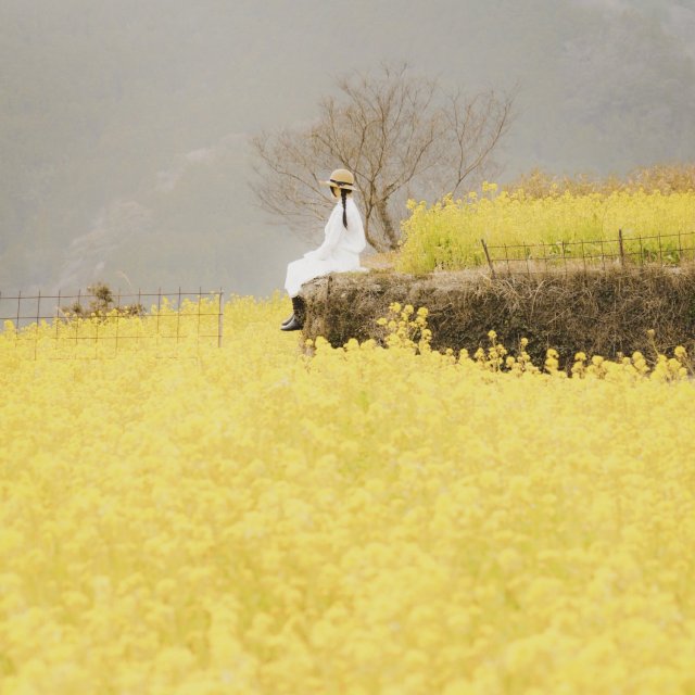 天空の菜の花畑（高知県香美市香北町）