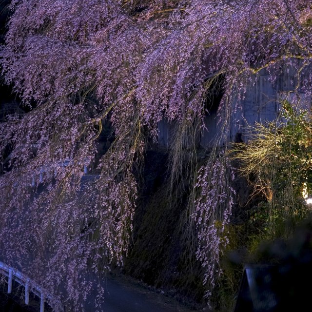 御祓の枝垂れ桜（愛媛県内子町）