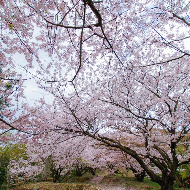 【2025】いわぎ桜まつり