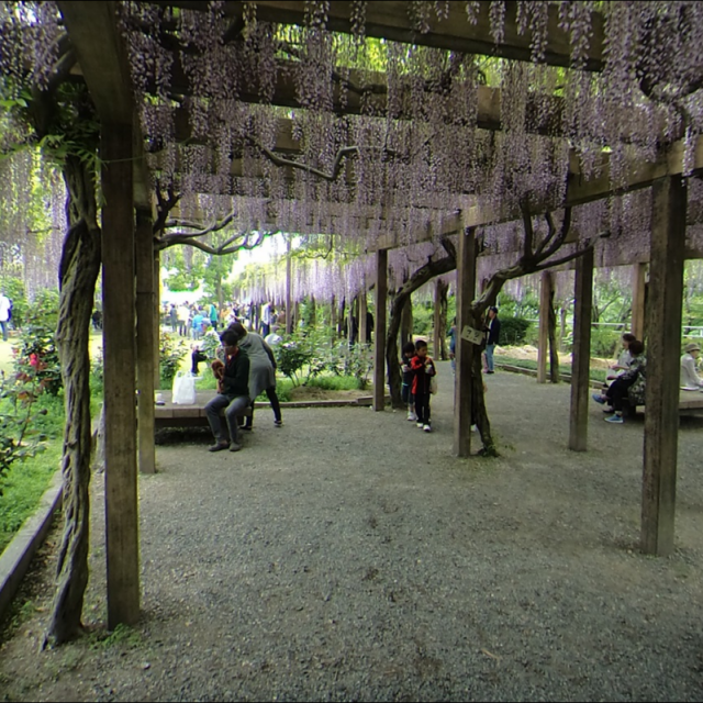 【2025】大三島藤公園　藤まつり