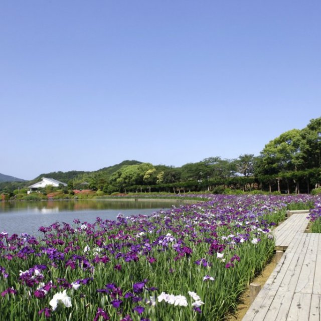【2025】南楽園花菖蒲まつり