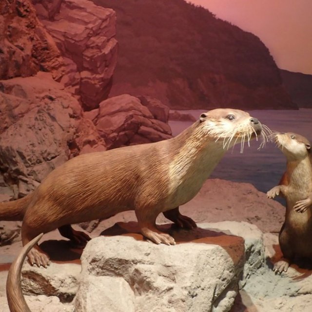 【2025】愛媛県総合科学博物館特別展「もっと知りたい！史上最大の二ホンカワウソ展～県内最後の確認から50年～」
