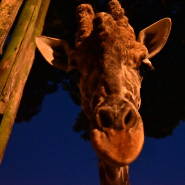 【2025】愛媛県立とべ動物園「夜の動物園」