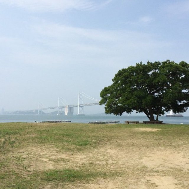 沙弥島ナカンダ浜の一本榎