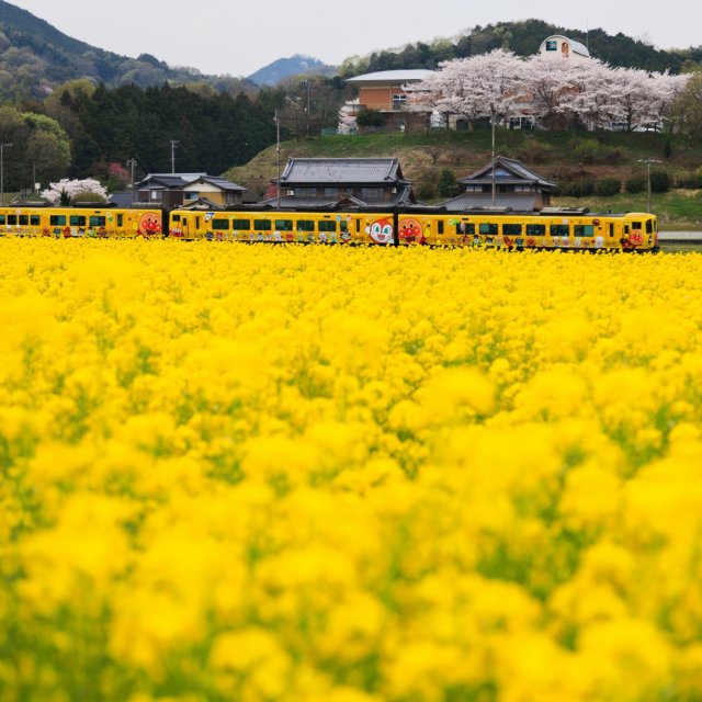【SEAL限定商品】 帆山ひまわり畑｜スポット・体験｜四国のおすすめ観光・旅行情報 果物