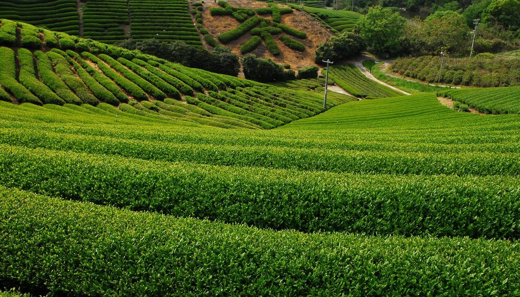高瀬の茶畑