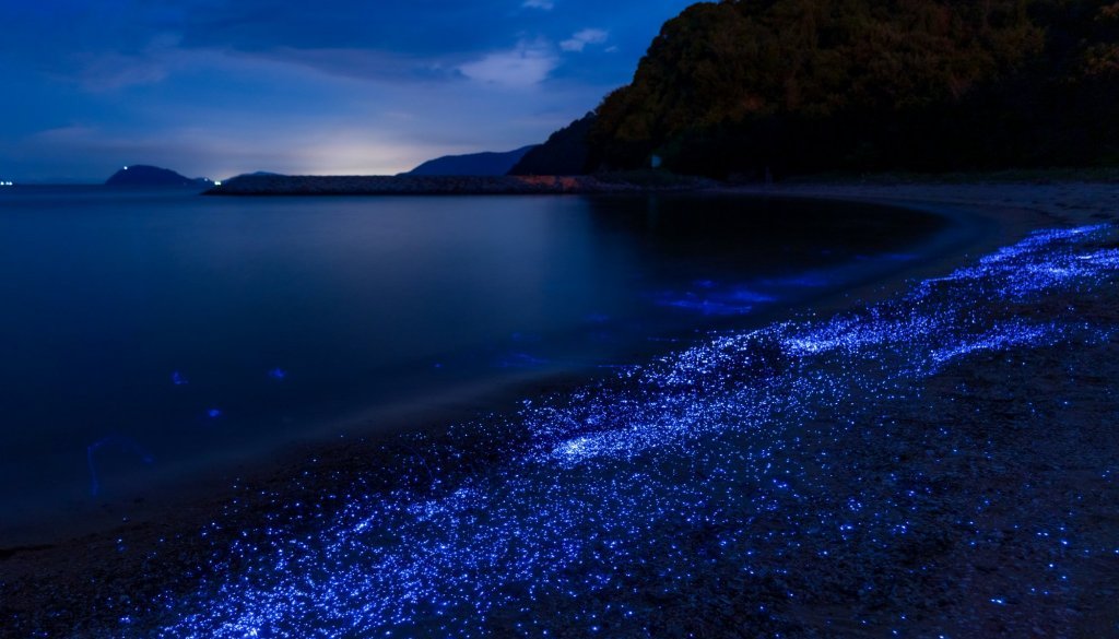 아와시마 바다 반딧불