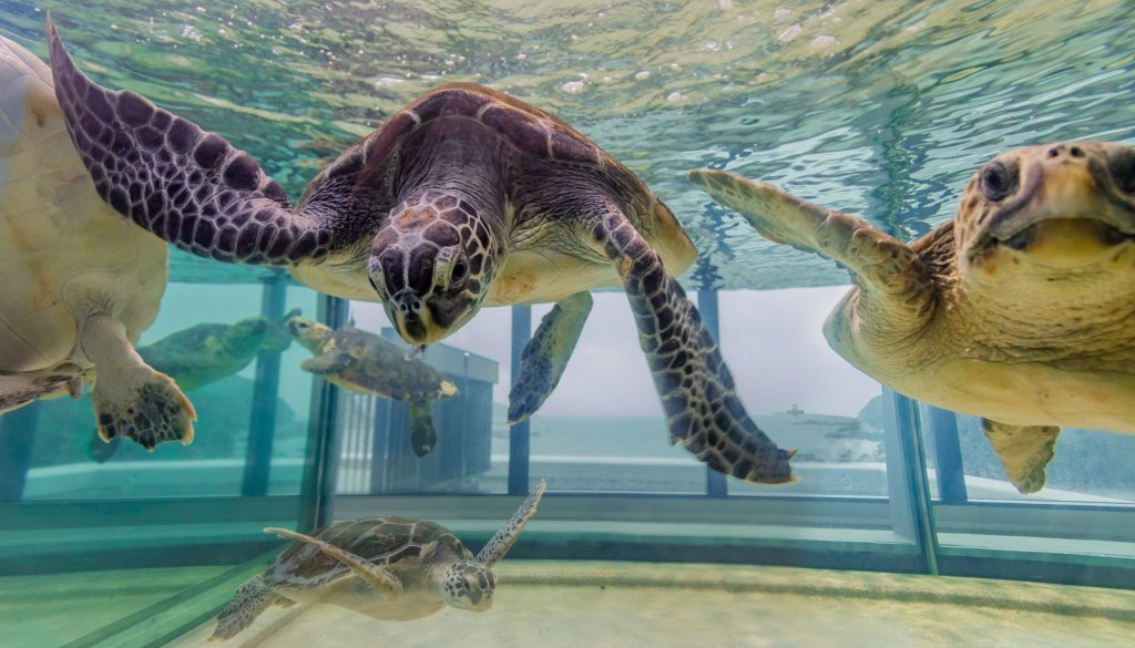 Kochi Prefectural Ashizuri Aquarium 