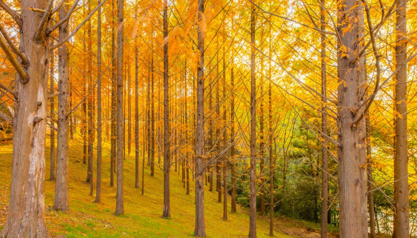 Forêt de métaséquoia, forêt ancienne