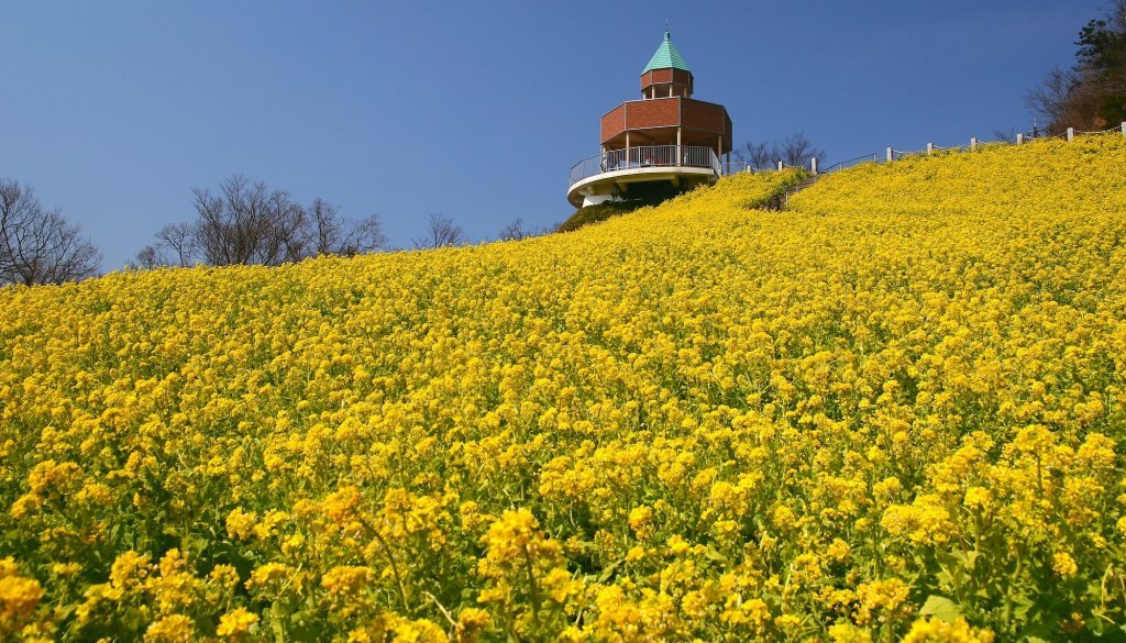 翠波高原