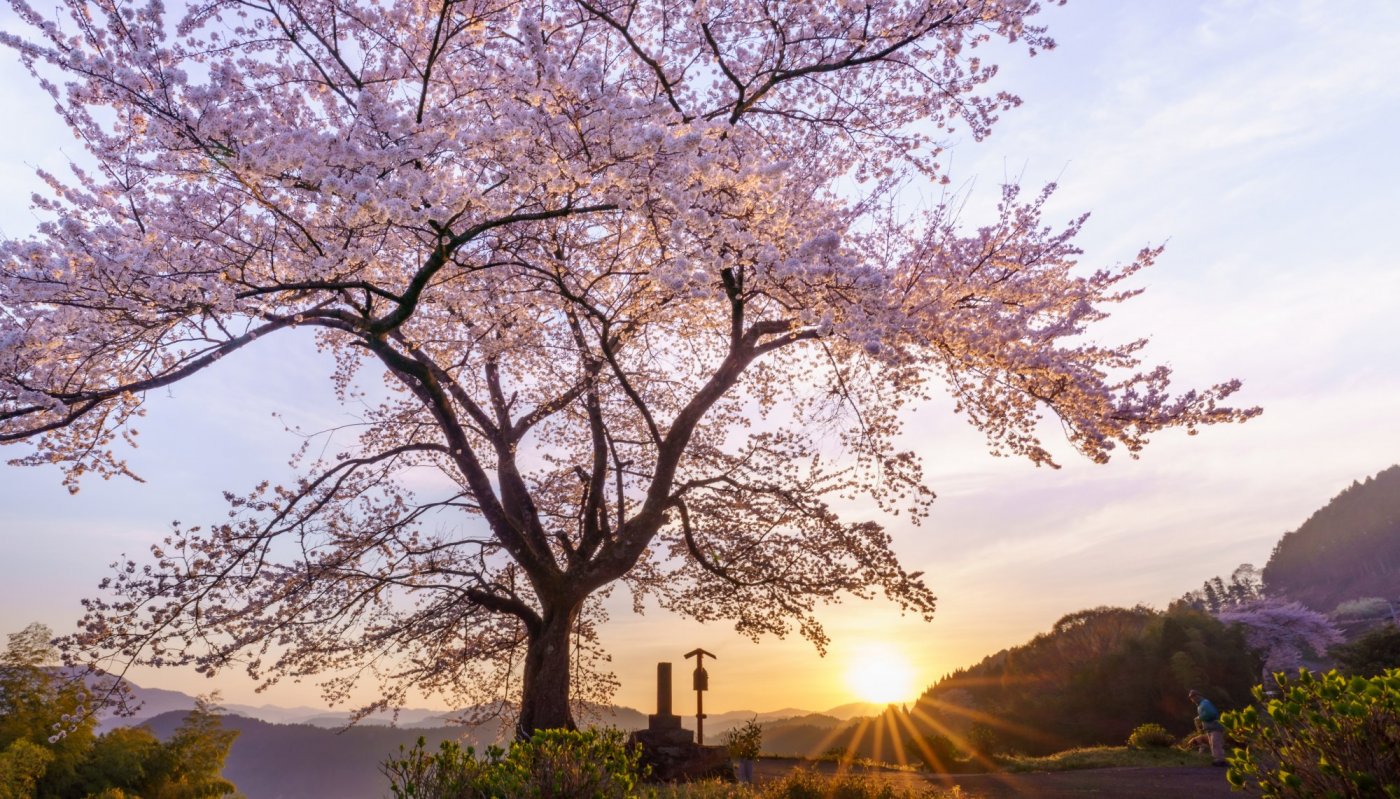 信正の一本桜