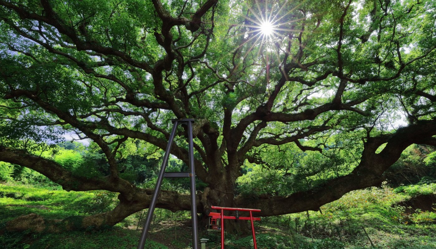 志々島の大楠