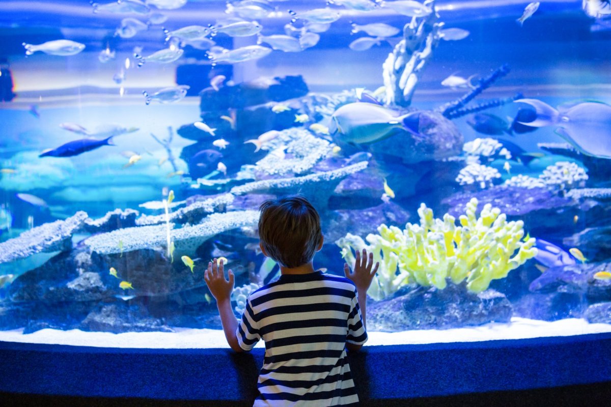 四国ならではの魅力満載！各県のおススメ水族館