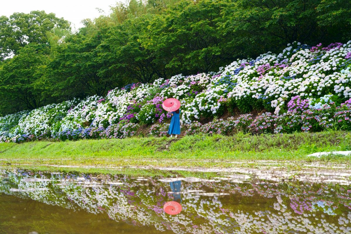 【2024年最新版】梅雨の四国、紫陽花（あじさい・アジサイ）の名所19選！