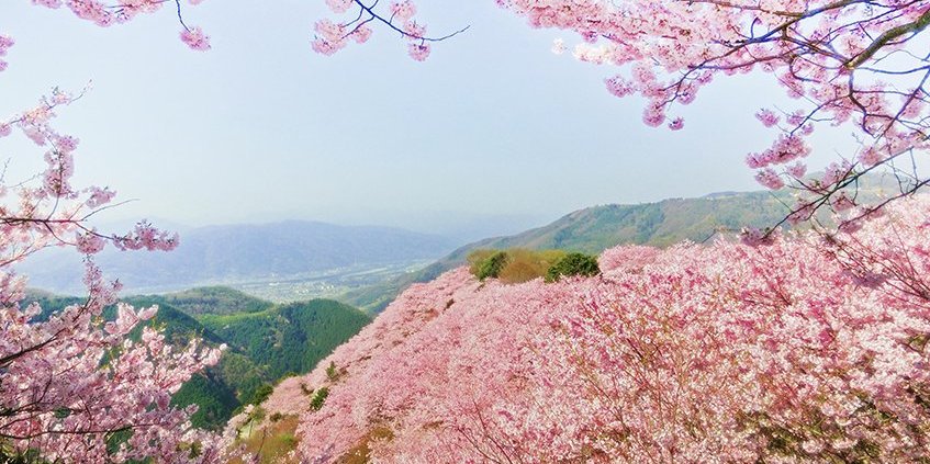 八百萬神之御殿の桜