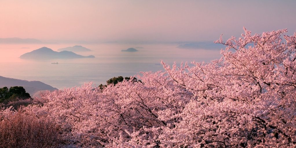 紫雲出山の桜