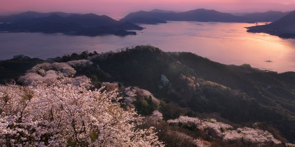 積善山の桜