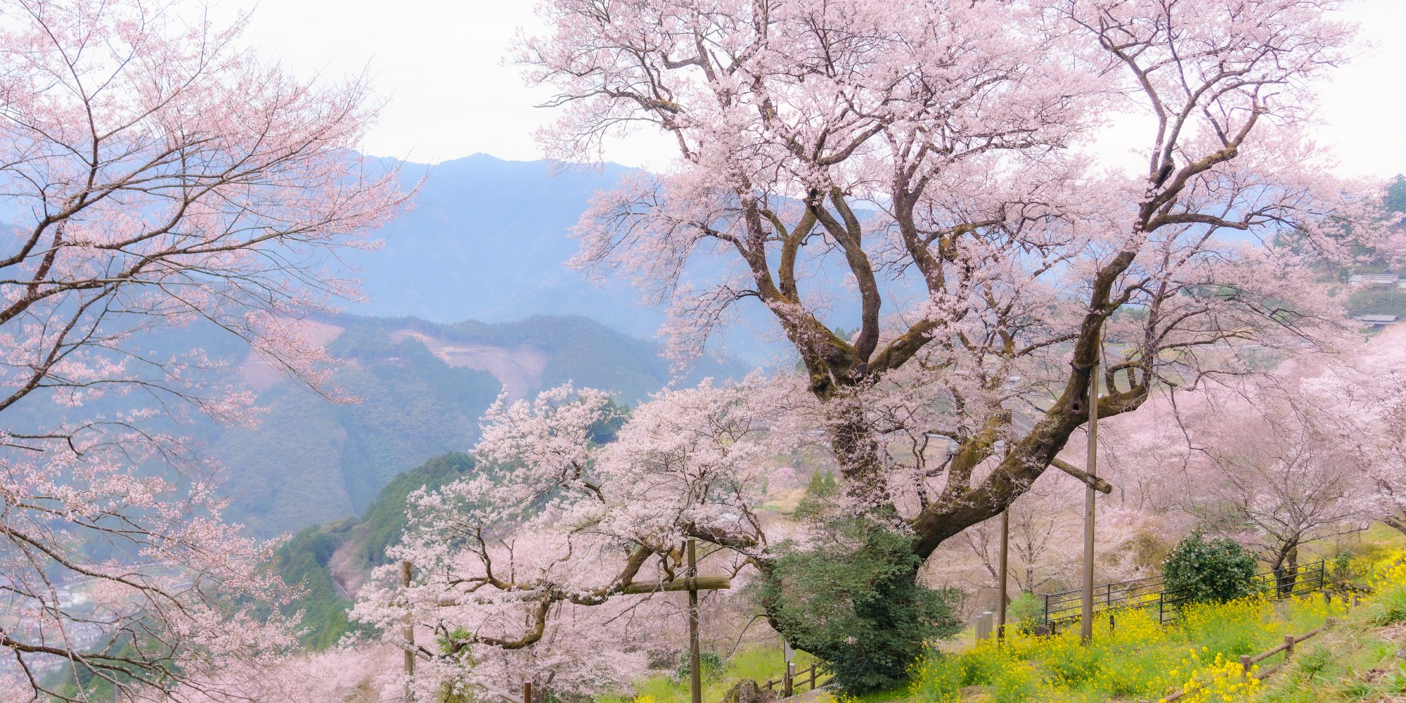 上久喜の花桃