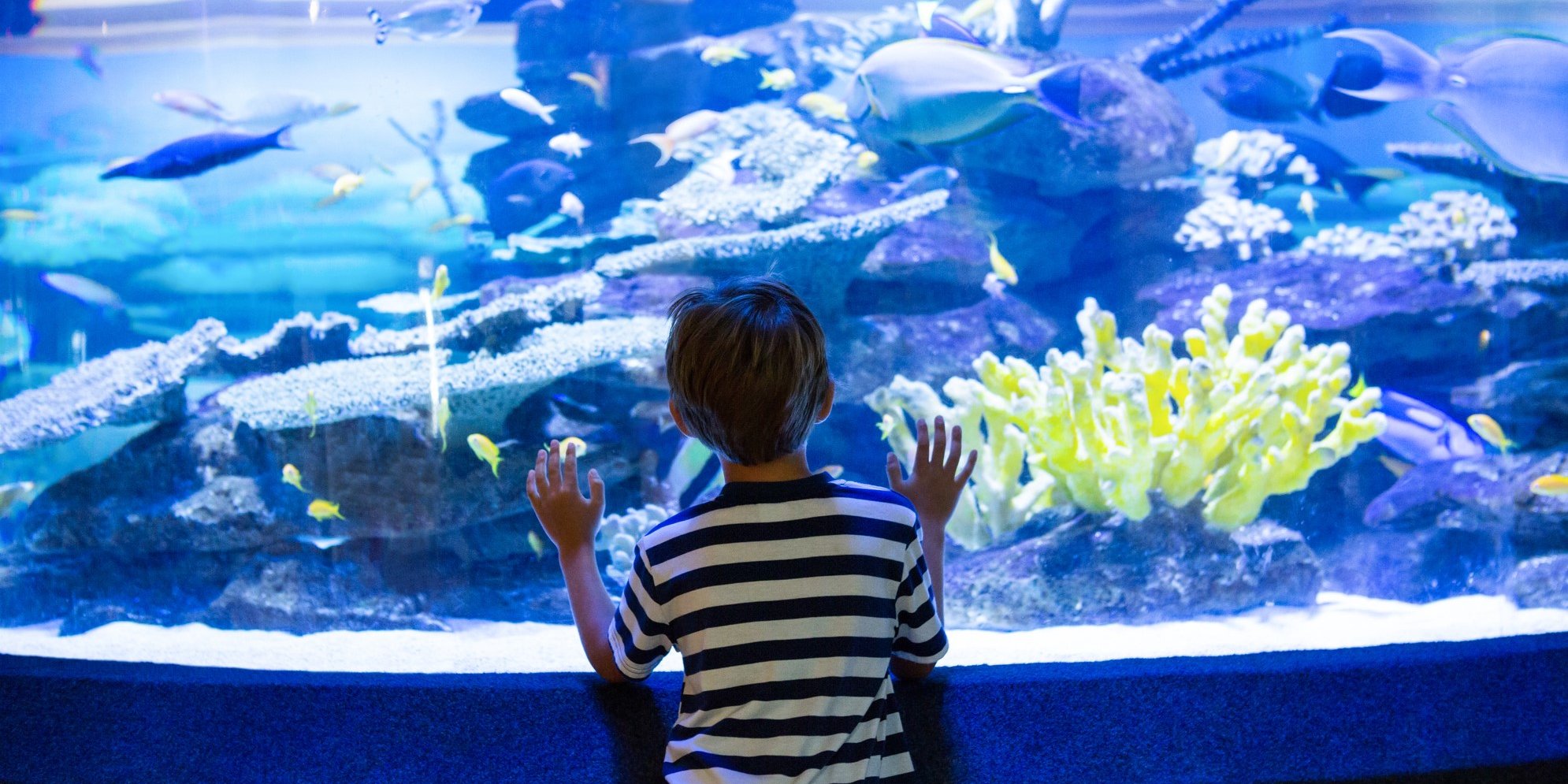 四国ならではの魅力満載 各県のおススメ水族館 特集 四国のおすすめ観光 旅行情報 公式 ツーリズム四国