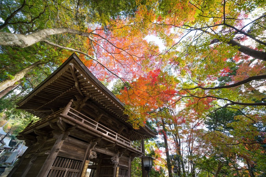 五感を使って楽しむ紅葉ハイキング 四国の秋を堪能できる絶景紅葉スポット 特集 四国のおすすめ観光 旅行情報 公式 ツーリズム四国