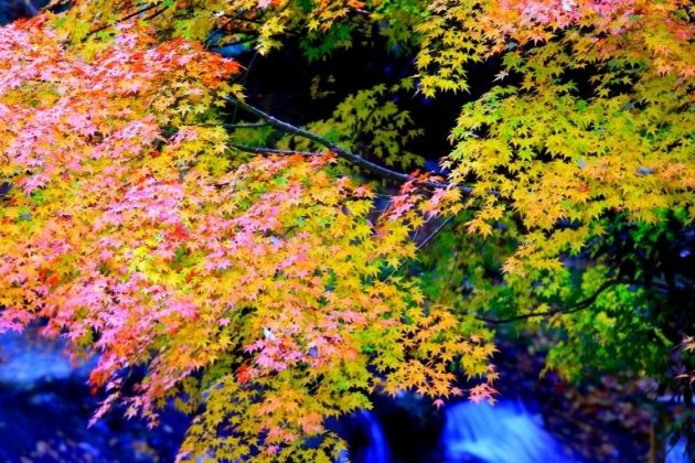 温泉につかって紅葉三昧 四国の秋を堪能できる絶景紅葉スポット 特集 四国のおすすめ観光 旅行情報 公式 ツーリズム四国