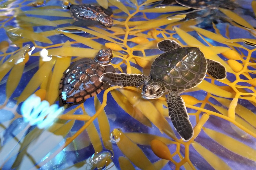 四国ならではの魅力満載 各県のおススメ水族館 特集 四国のおすすめ観光 旅行情報 公式 ツーリズム四国